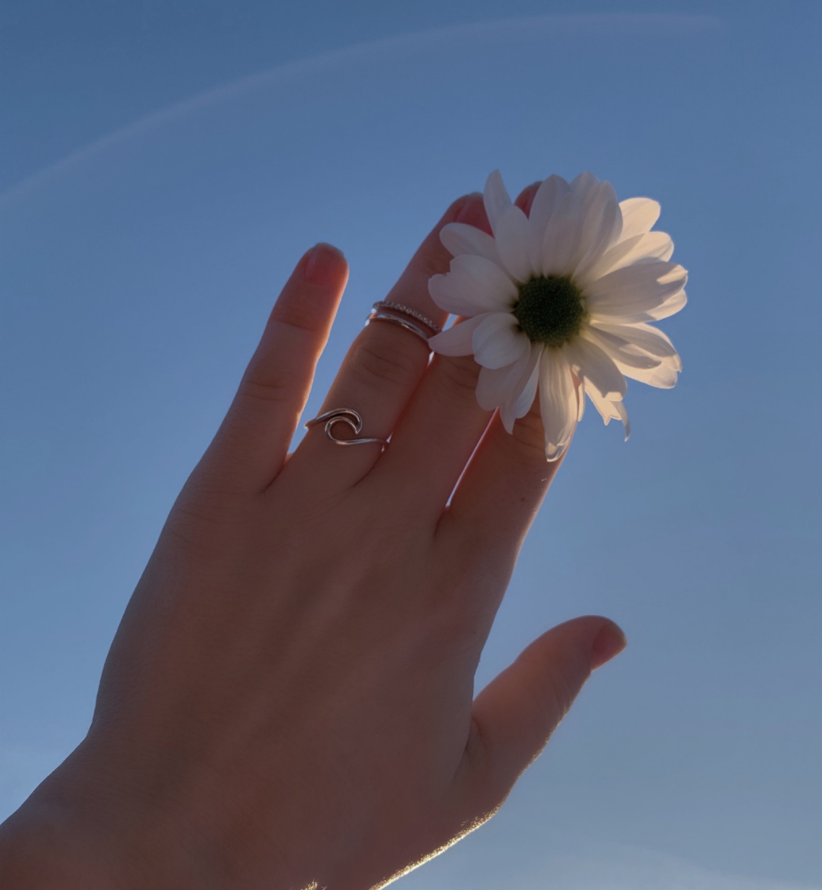 A hand holding a white flower against a blue sky