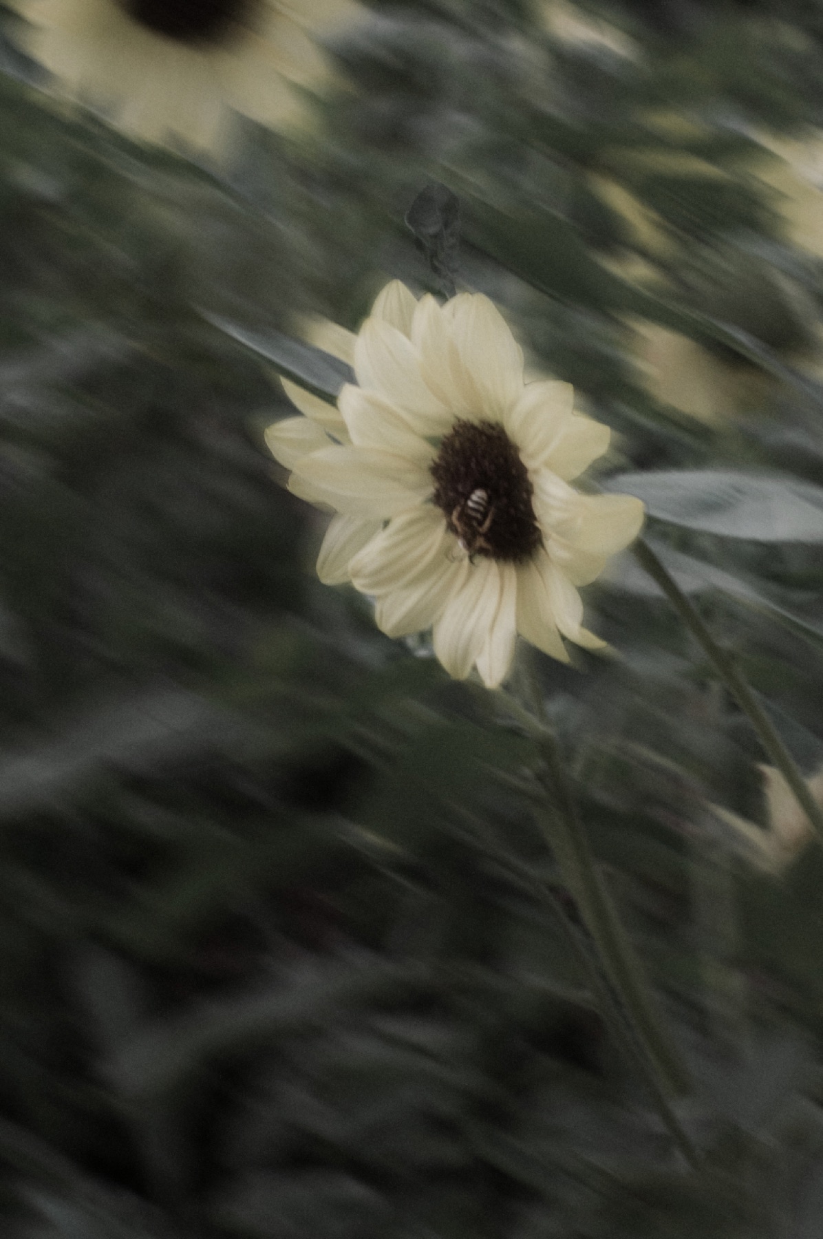 A pale sunflower in soft focus